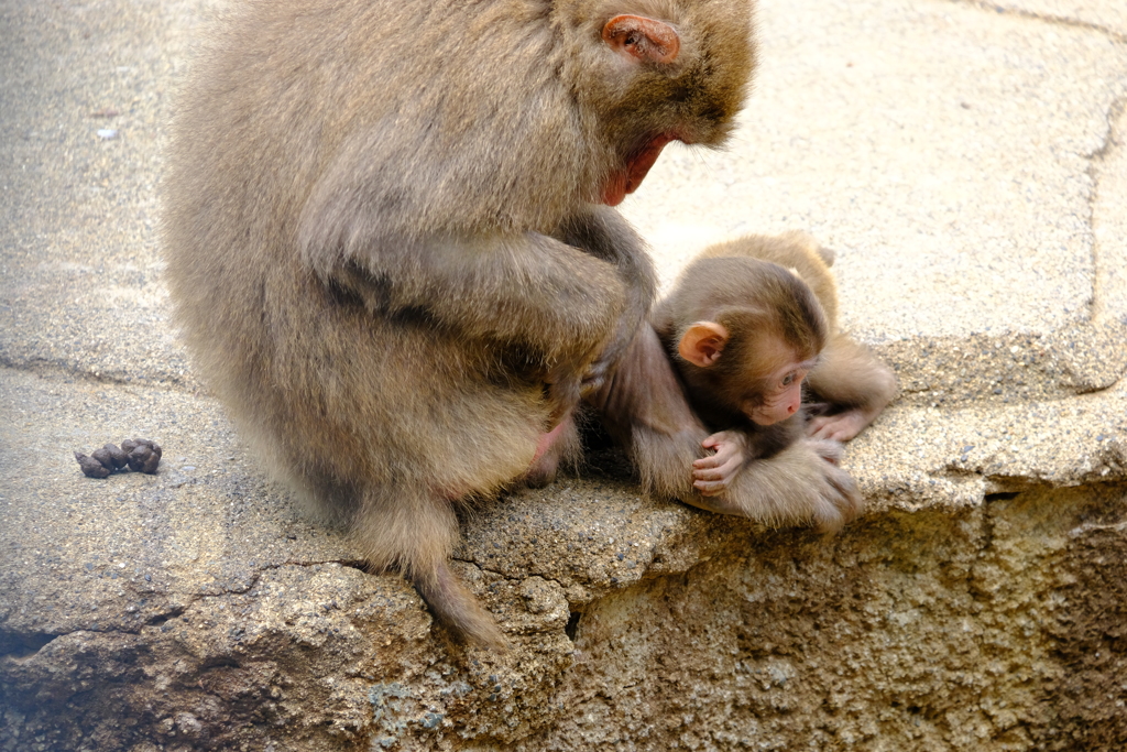 本日（6/14）の撮りもの（18）