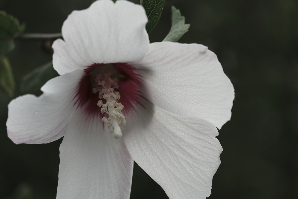 本日（7/10）の撮りもの（20）