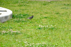 名城公園にて（9）