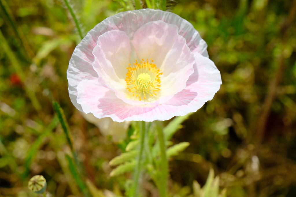 本日（5/23）の撮り物（1）