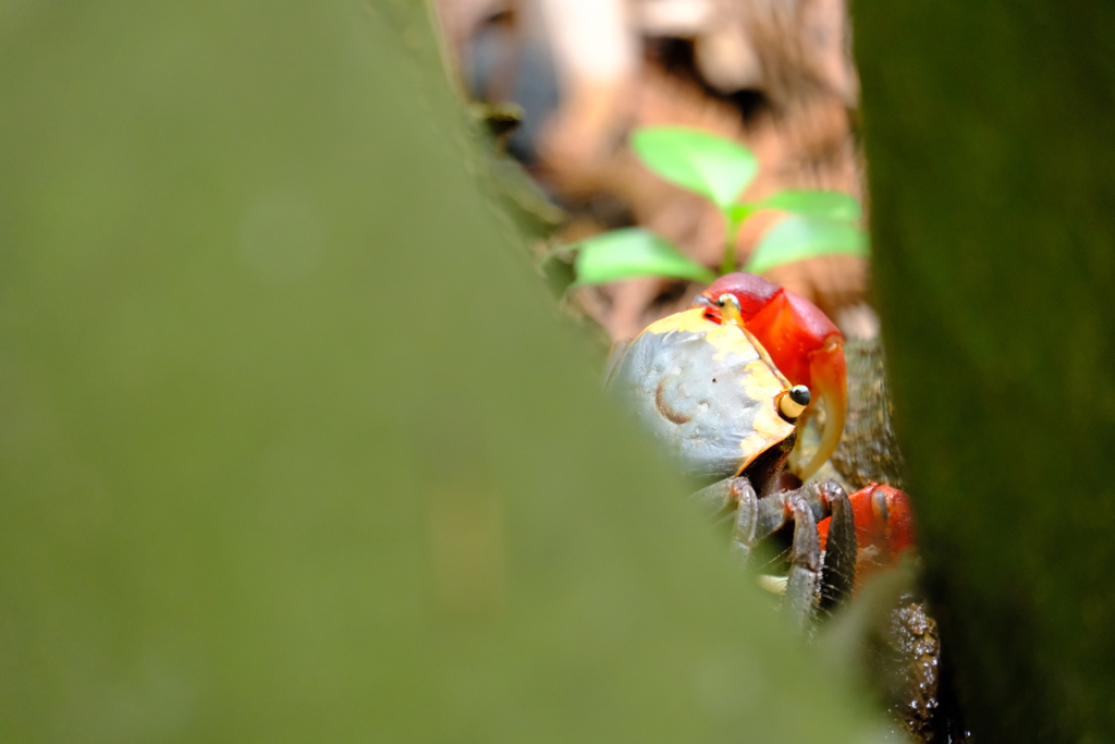 本日（6/14）の撮りもの（7）
