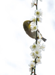 南公園のメジロ - Warbling White Eye