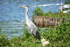 水元公園①