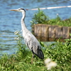 水元公園①