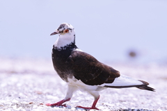 鳩でしょうか？