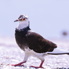 鳩でしょうか？