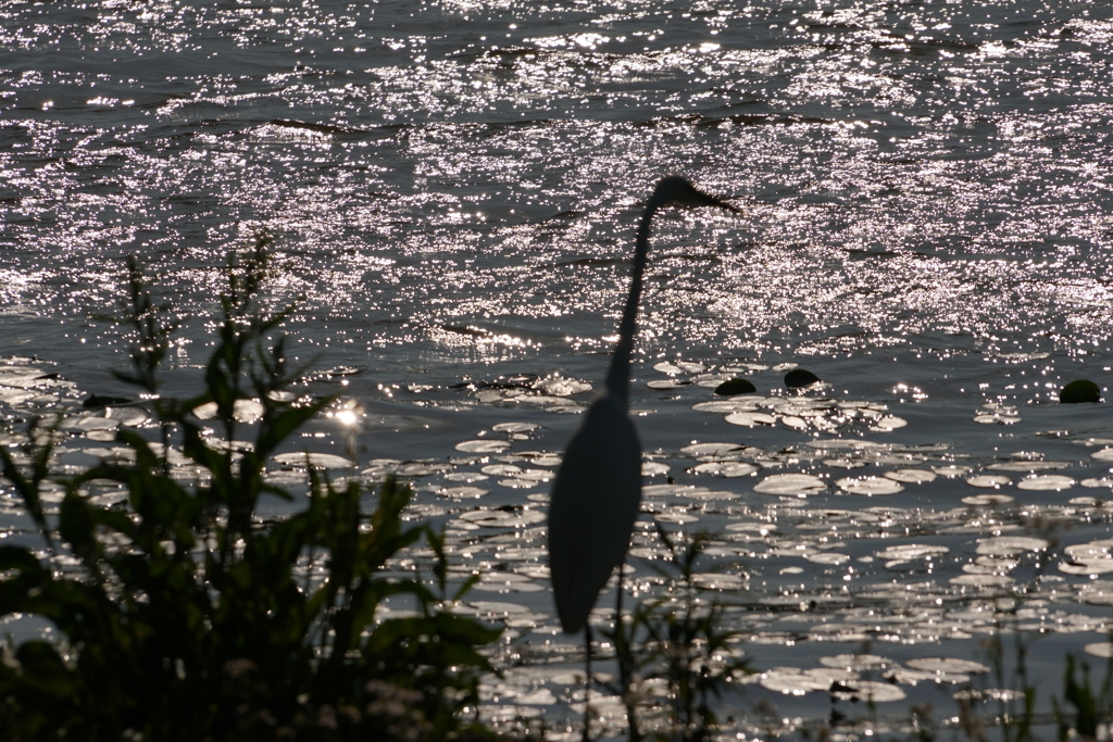 水元公園④