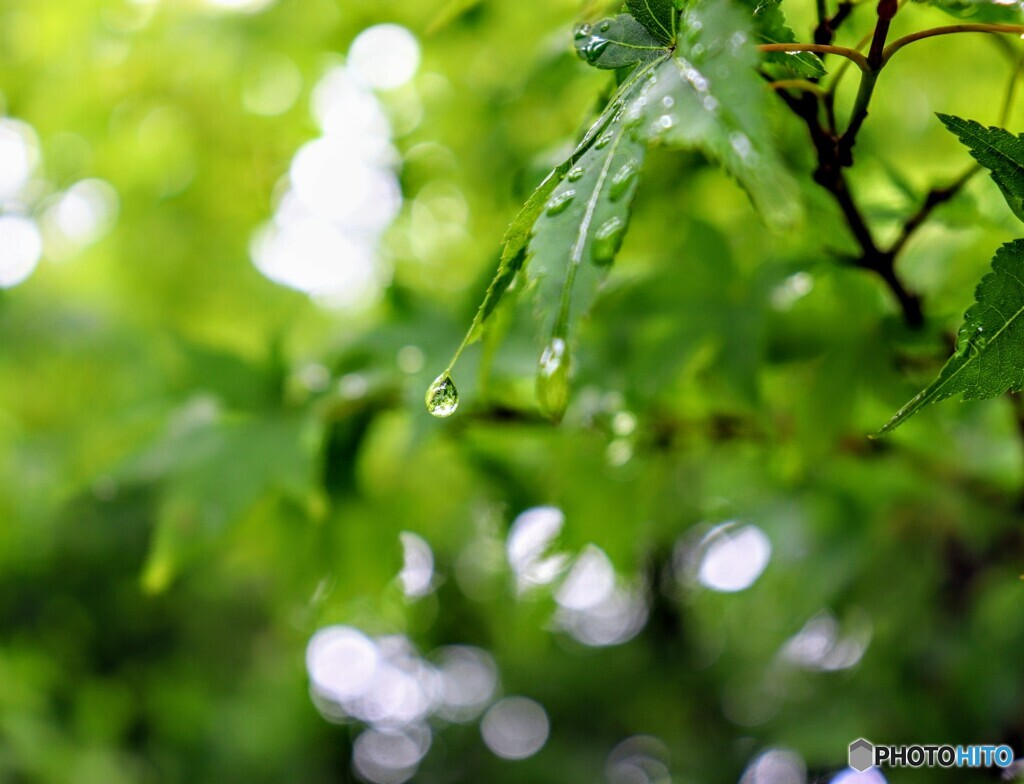 雨の調べ
