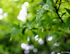 雨の調べ