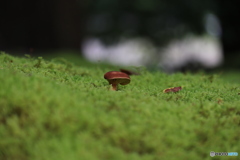 ぴょこん