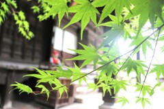 雨上がり