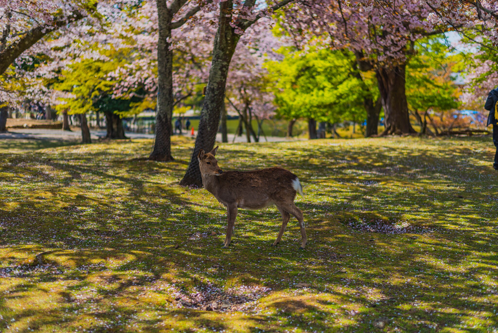 しかとさくら