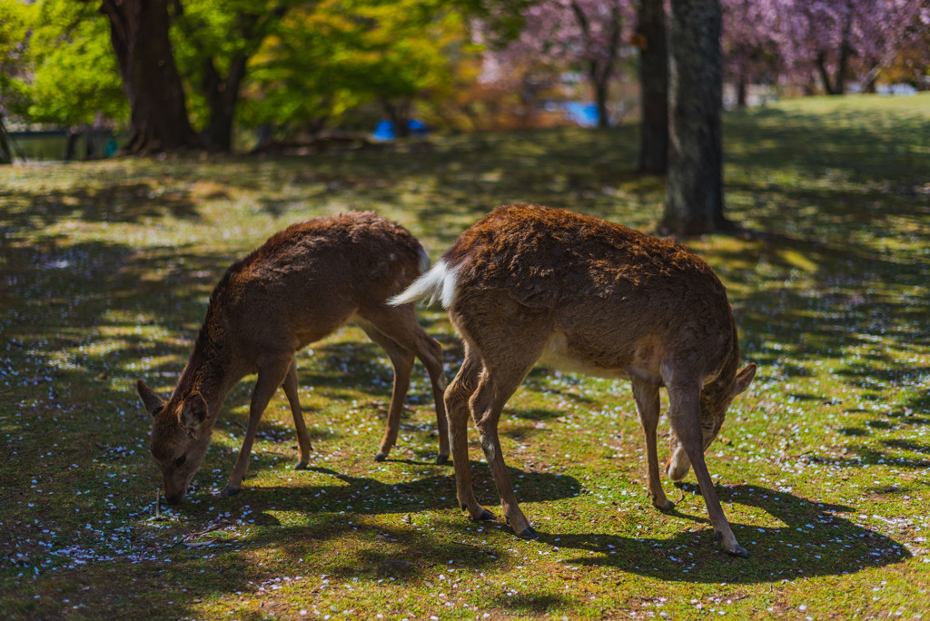 しかとさくら