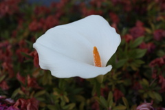 何の花？