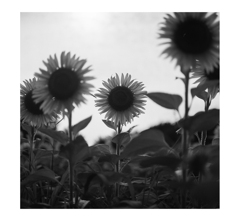Photowalk