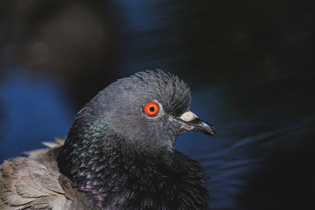 鳩の目