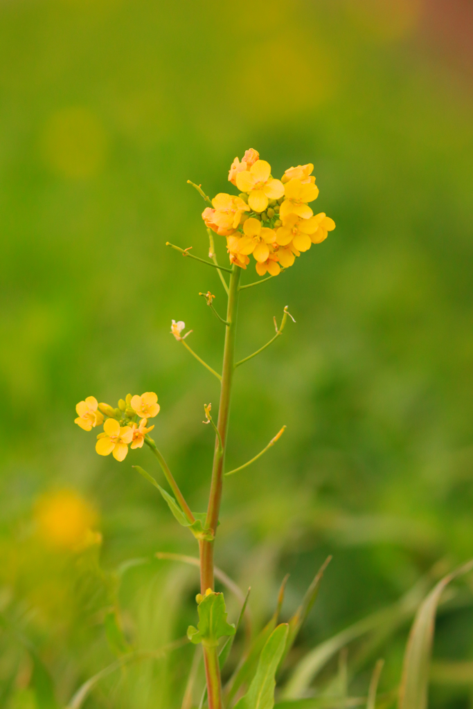 畦道の菜花