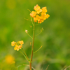 畦道の菜花