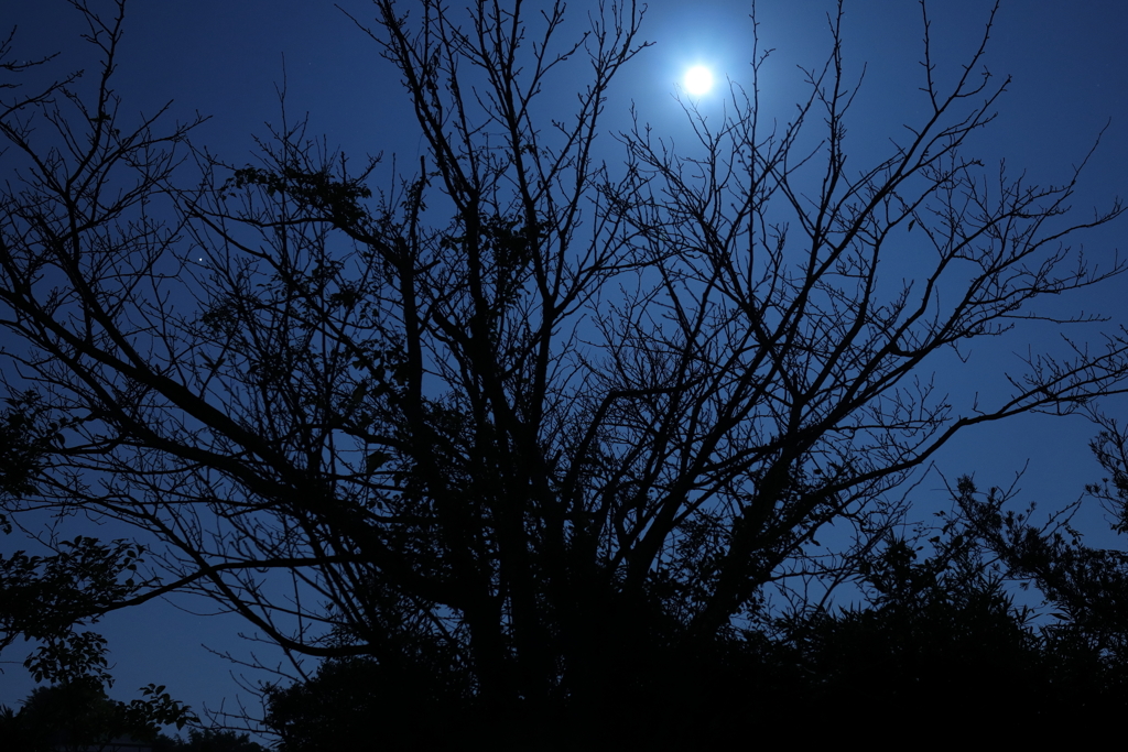 秋に実る月と火星