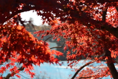 紅葉を覗く
