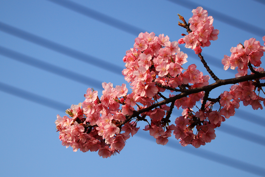 電線に咲く河津桜