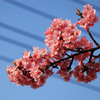 電線に咲く河津桜