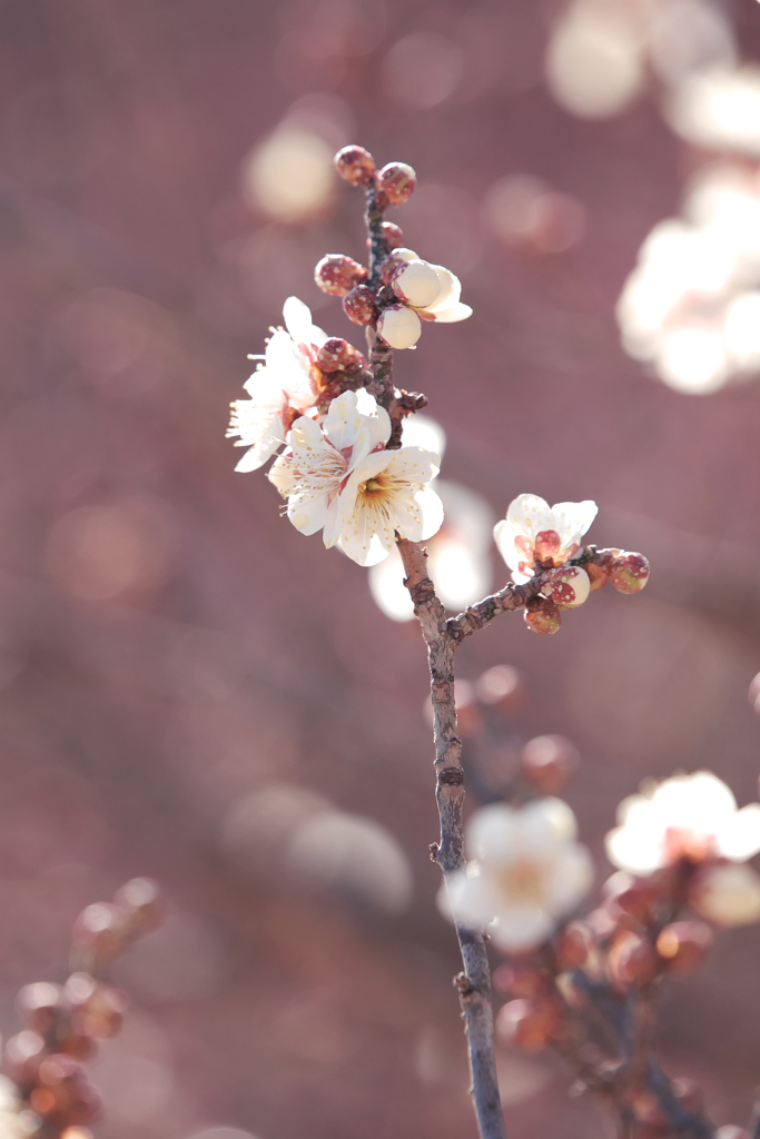立春過ぎの梅花１