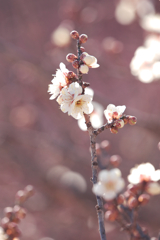 立春過ぎの梅花１