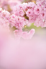 八重の花束