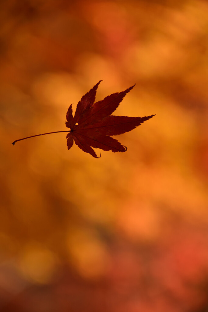 紅舞う