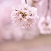 春のブーケ