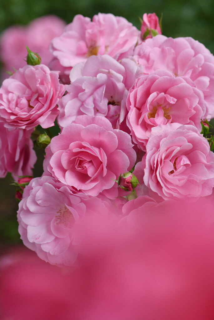 豪華な花束