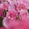 豪華な花束
