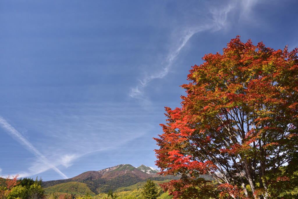 紅葉もいよいよ始まりました2