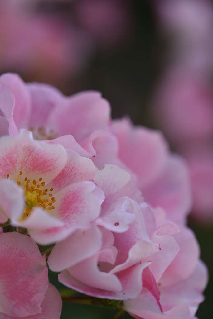 ピンクの花園