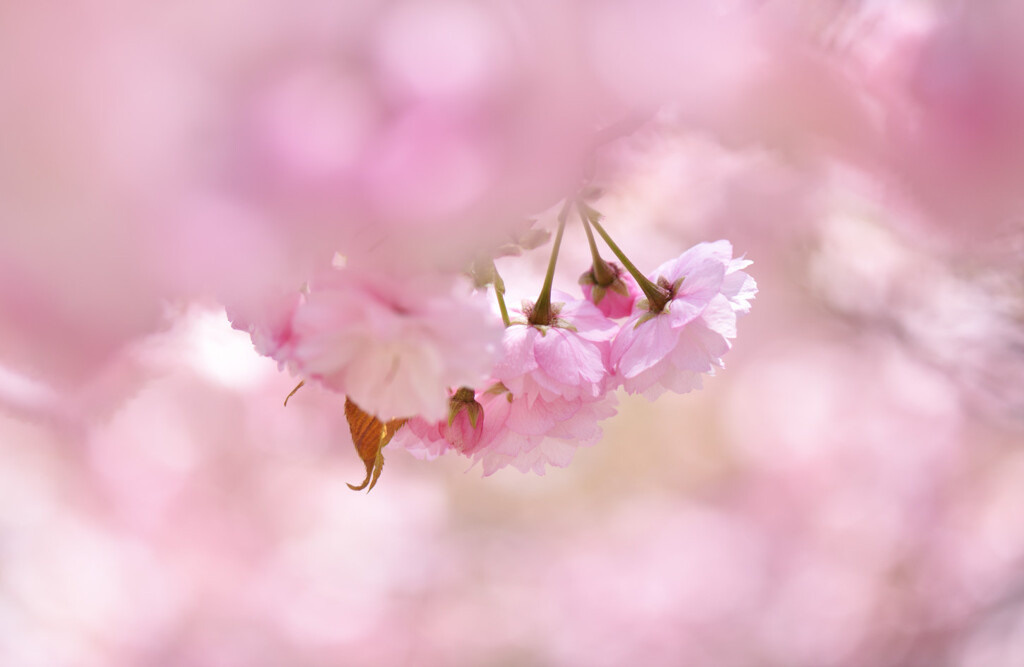 春の光に照らされて