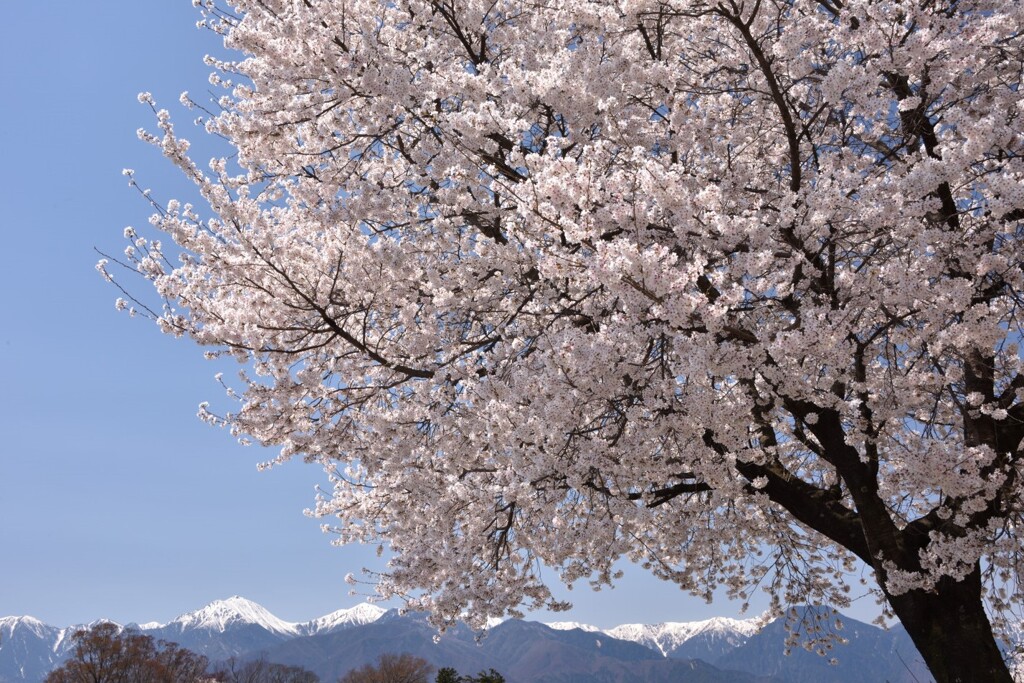 蒼・白そして桜色2