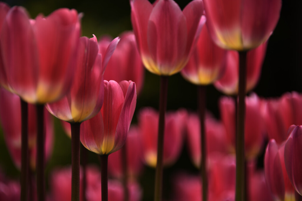 花の街頭