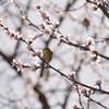 春の訪れ2