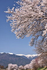 蒼・白そして桜色1