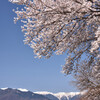 蒼・白そして桜色1