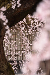 桜の雫