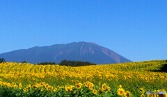 向日葵畑~岩手山~
