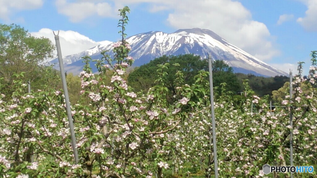 残雪の岩手山と林檎の花