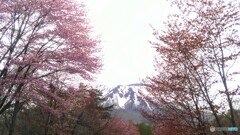残雪と山桜