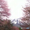 残雪と山桜