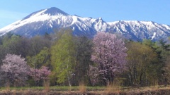 春の訪れ-岩手山-