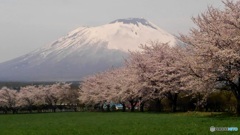岩手山-桜-