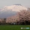 岩手山-桜-