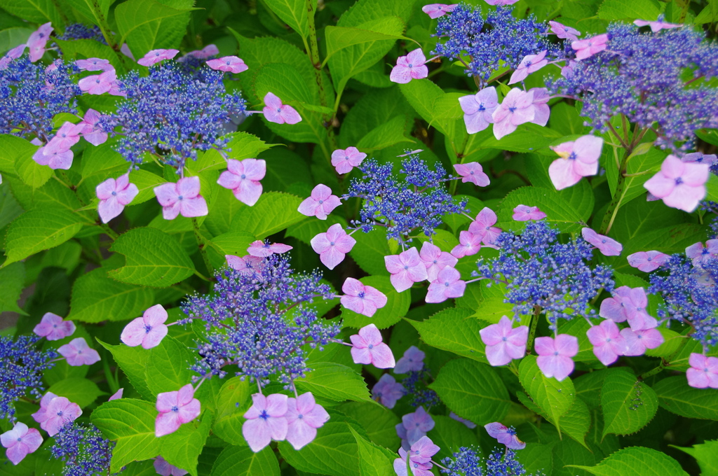 色とりどりの紫陽花